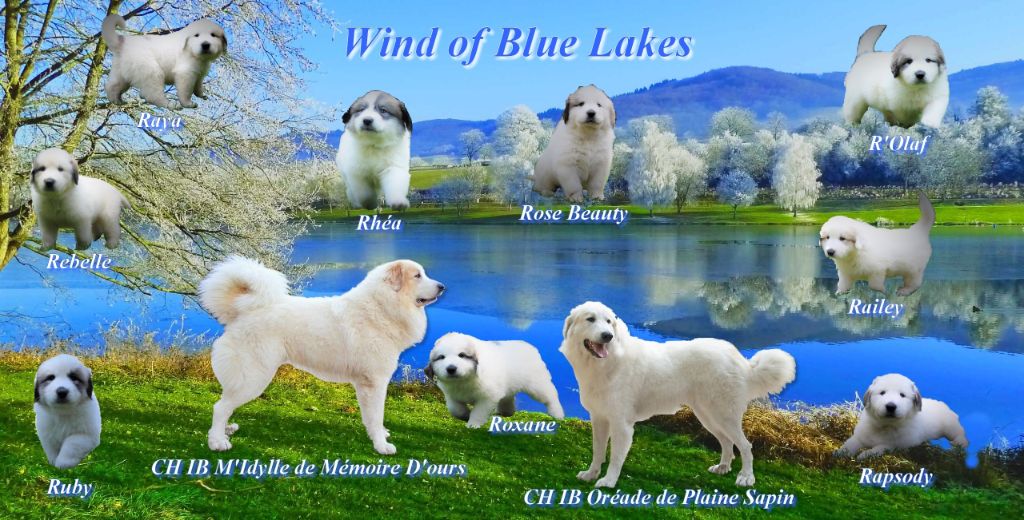 chiot Chien de Montagne des Pyrenees Wind of Blue Lakes