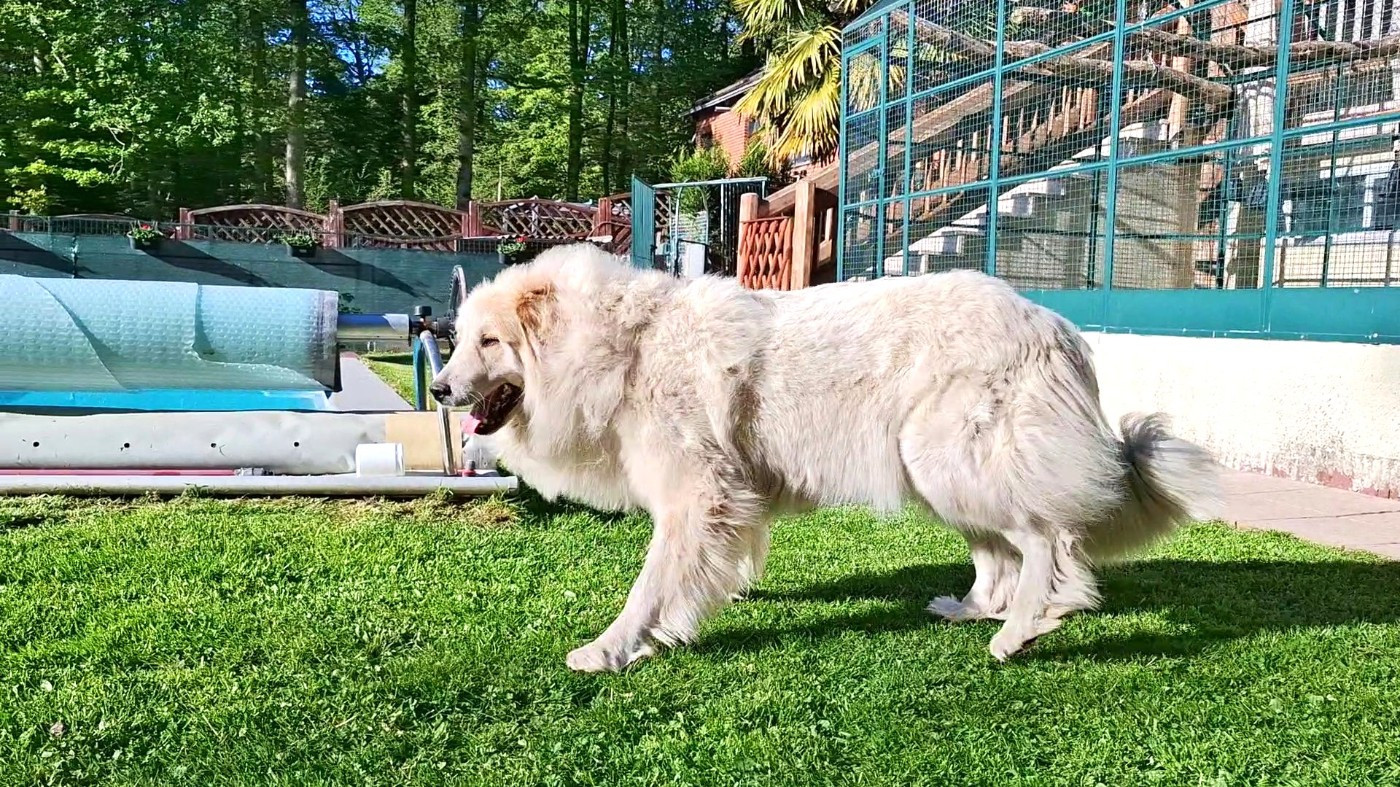 Valéria de l'ours perlé